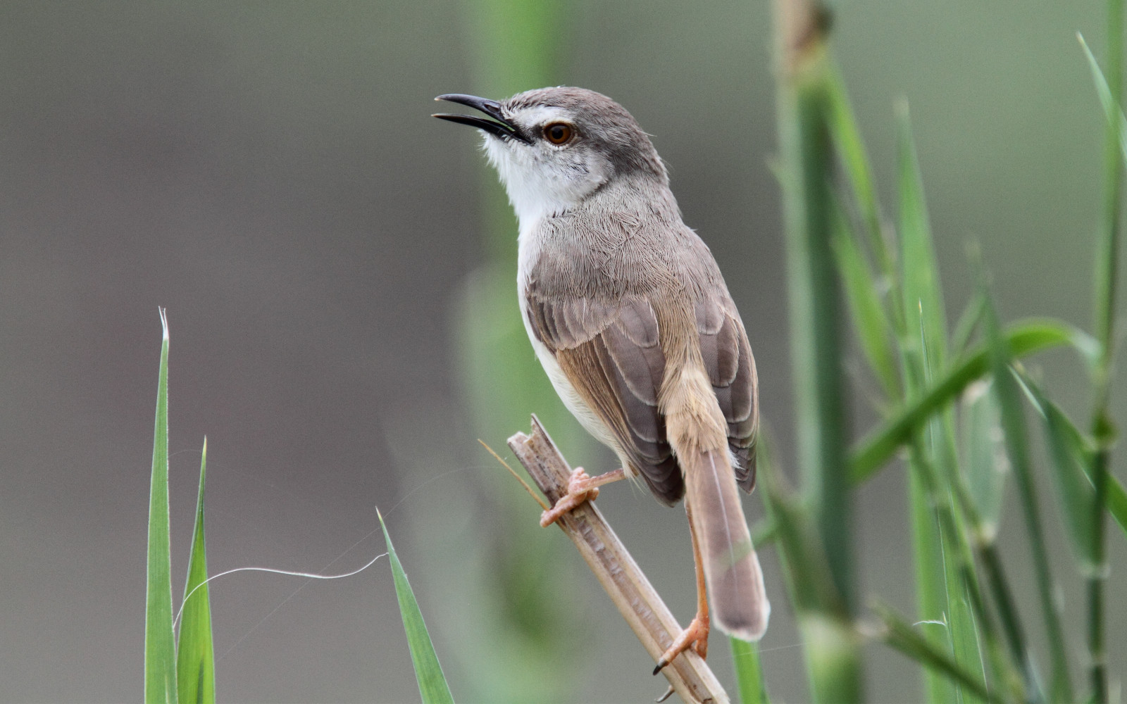 image Tawny-flanked Prinia